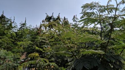 Pohon Kaliandra Sangat Cocok Tumbuh di Desa Puyung