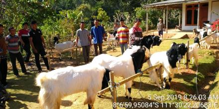 Pertemuan Rutin Kelompok Ternak Kambing Etawa Rojo Koyo Desa Puyung